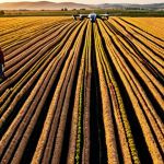 **A vibrant Turkish farm at sunset:** Golden light illuminates rows of crops, with a modern drone hovering overhead. In the background, a farmer uses a tablet to monitor soil sensors. The scene emphasizes technology and sustainable agriculture in a rural Turkish setting.